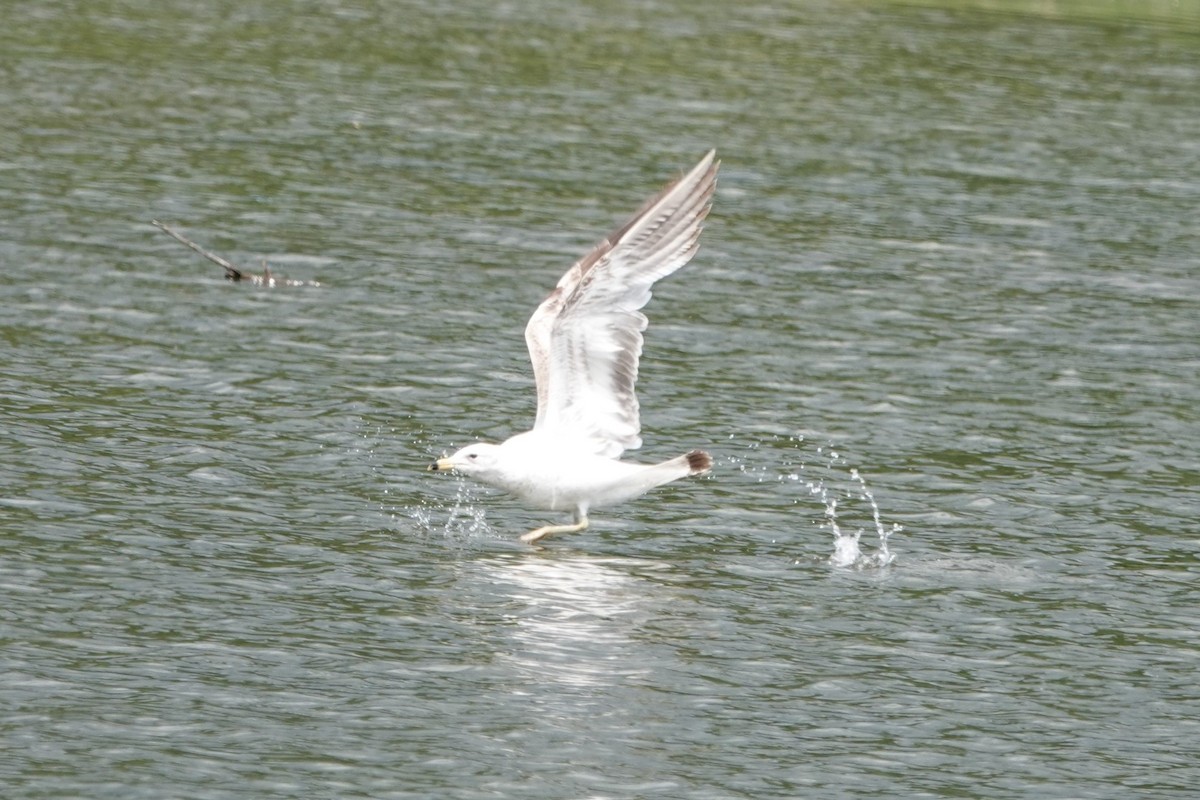 Ring-billed Gull - ML620462632