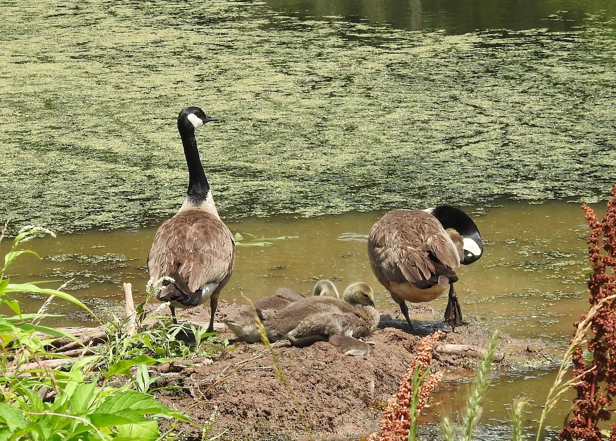 Canada Goose - ML620462634