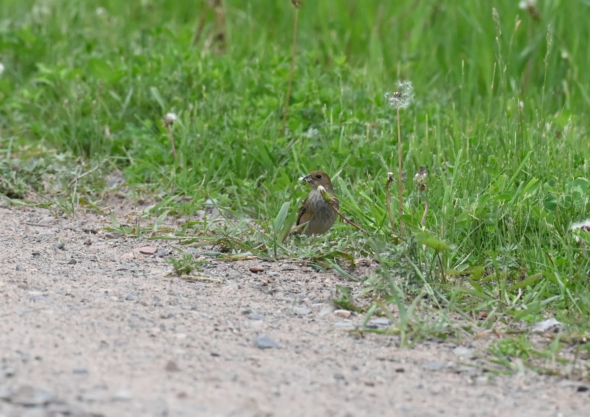 Passerin indigo - ML620462637