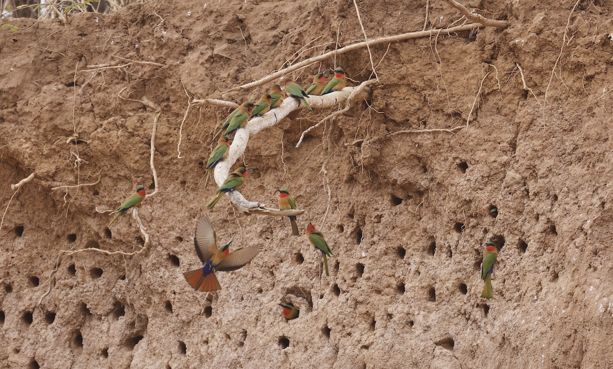 Red-throated Bee-eater - Maili Waters