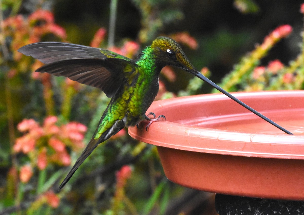 Colibrí Picoespada - ML620462648