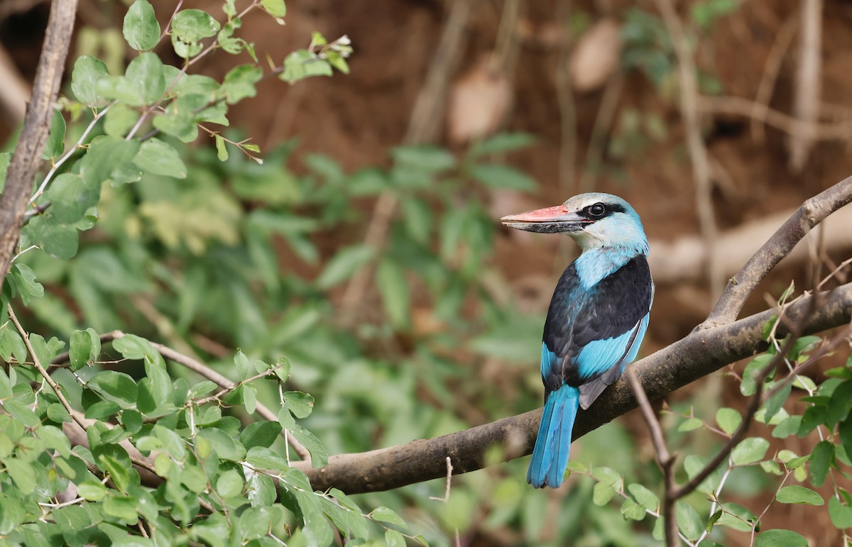 Blue-breasted Kingfisher - ML620462664
