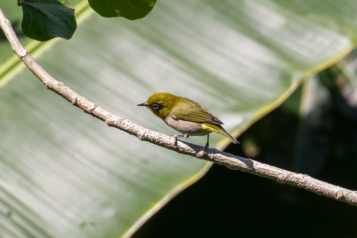 Warbling White-eye - ML620462666