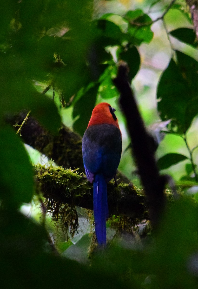 Rufous Motmot - ML620462669