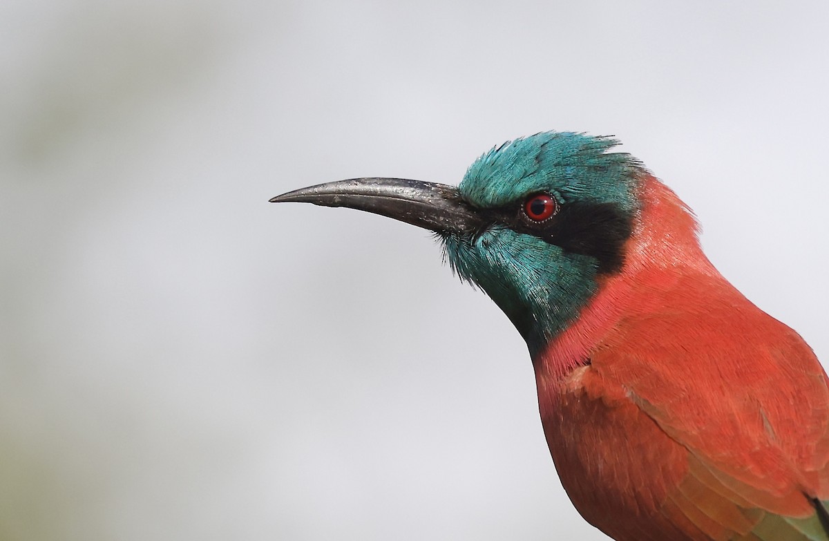 Northern Carmine Bee-eater - ML620462670