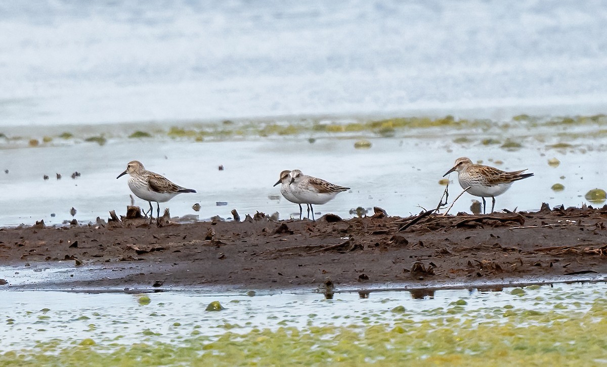 White-rumped Sandpiper - Linda Sullivan