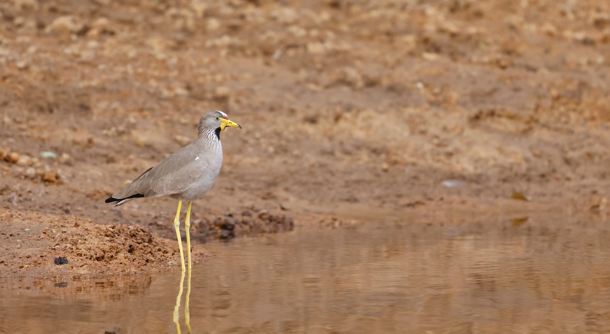 Wattled Lapwing - ML620462676
