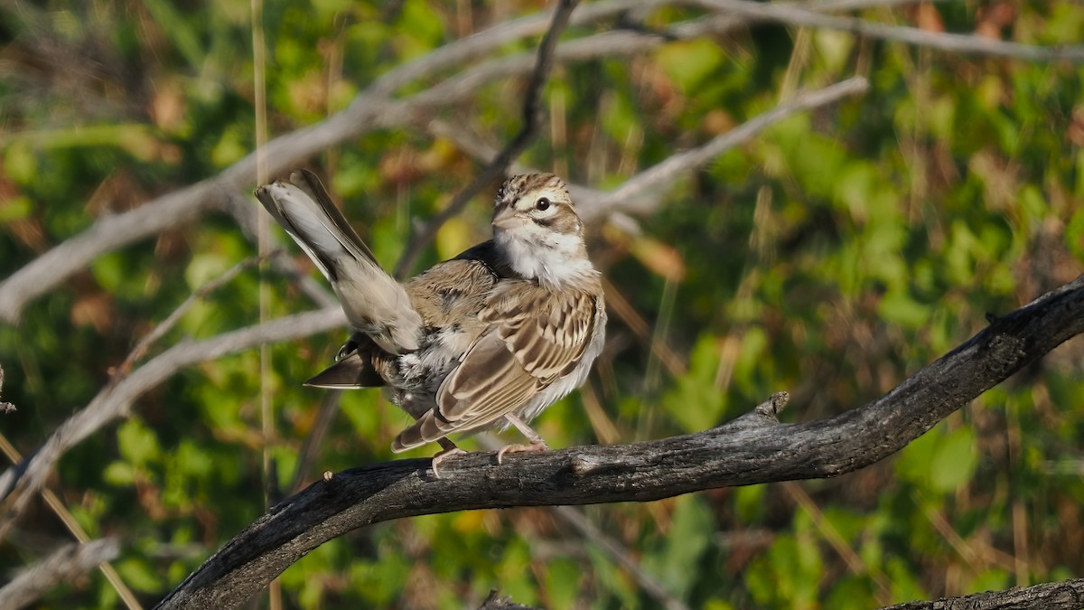 Lark Sparrow - Mark Cloutier