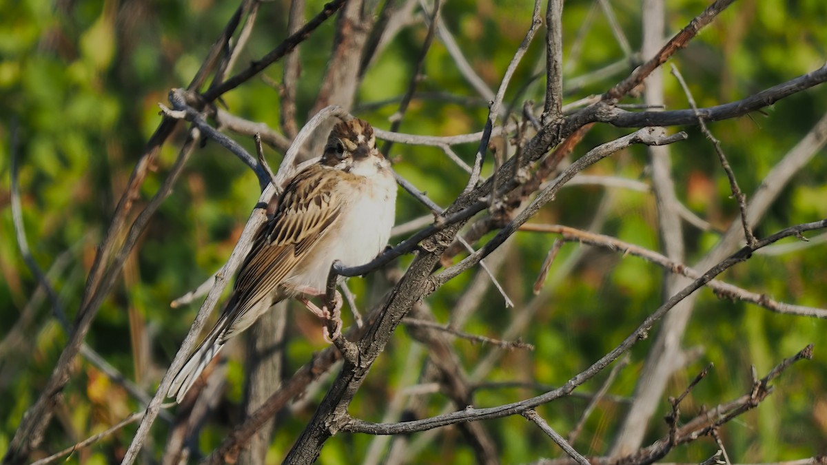 Lark Sparrow - Mark Cloutier