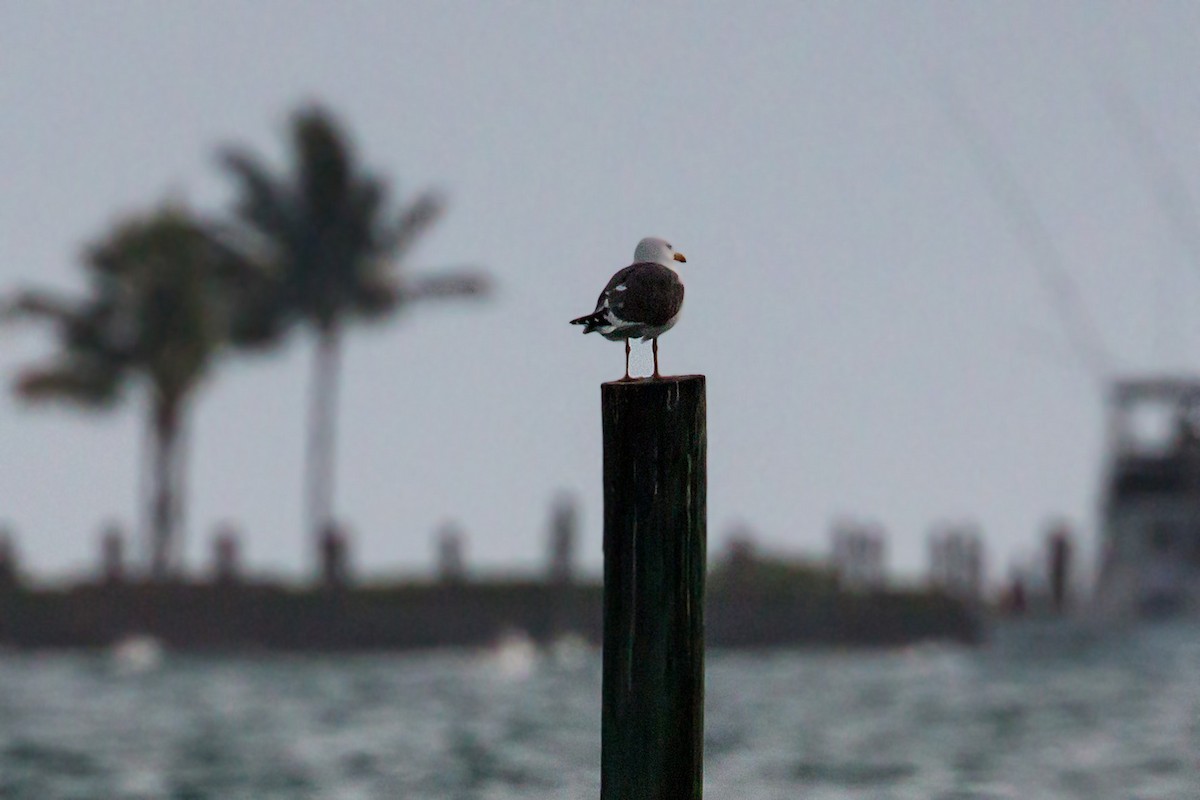 Great Black-backed Gull - ML620462681