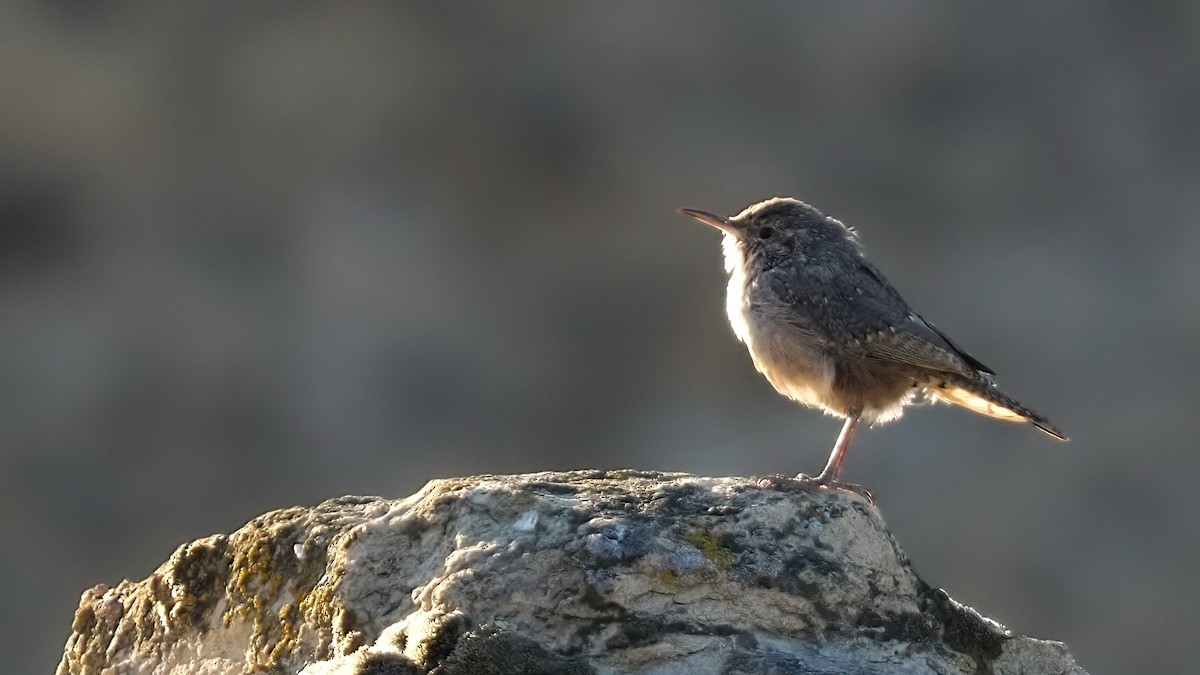 Rock Wren - ML620462682