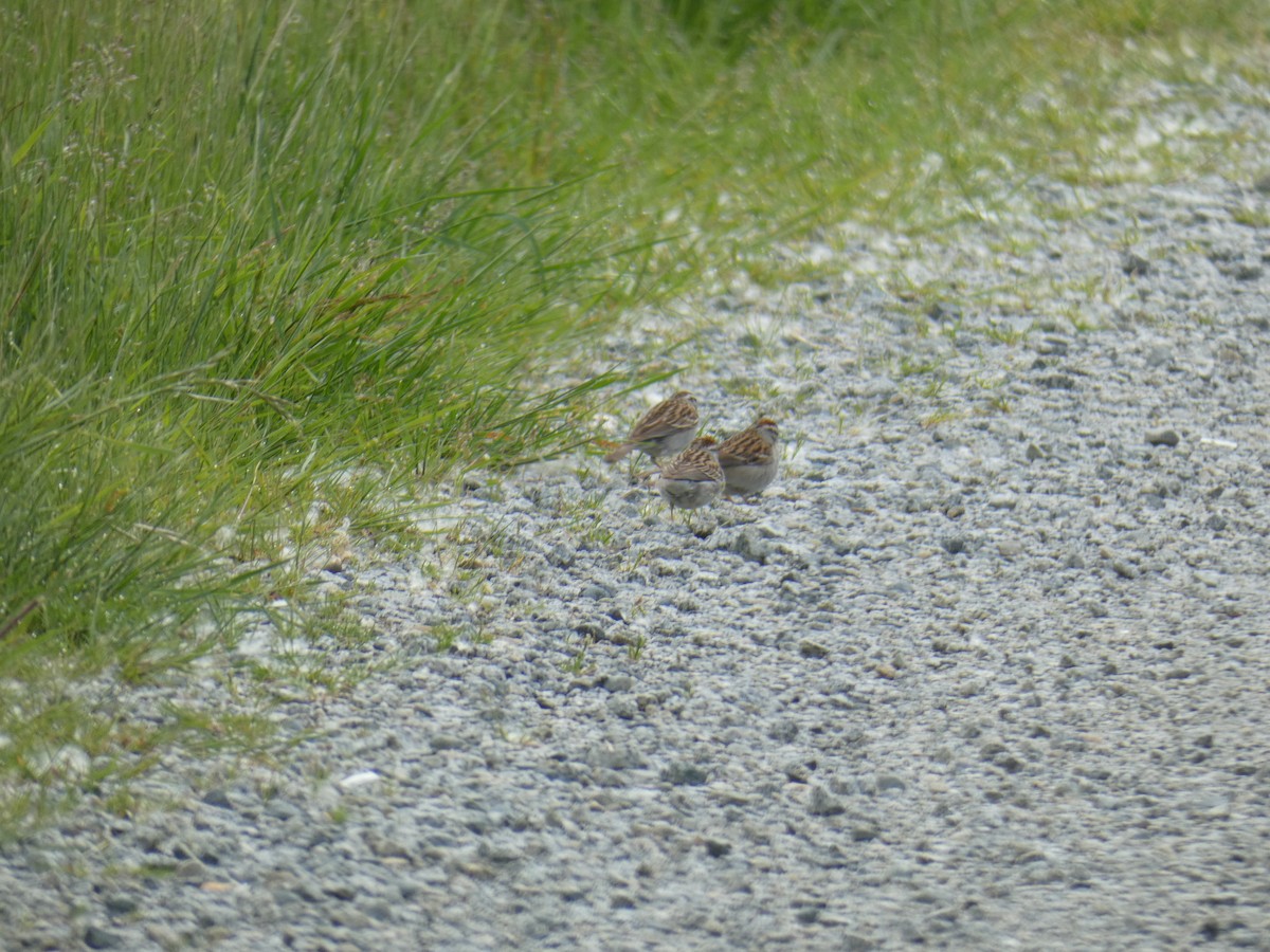 Chipping Sparrow - ML620462683