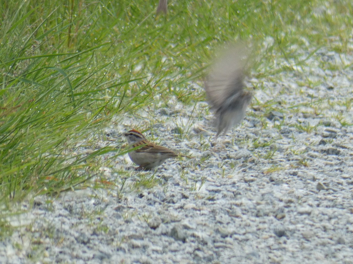 Chipping Sparrow - ML620462684