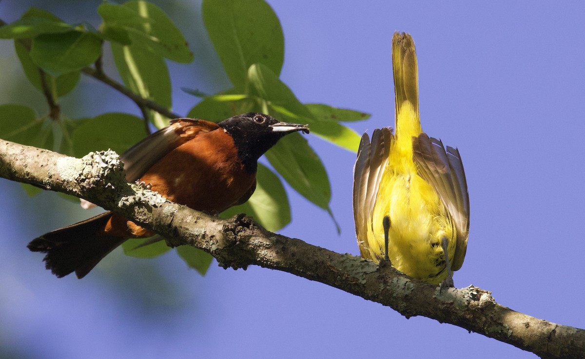 Orchard Oriole - ML620462685