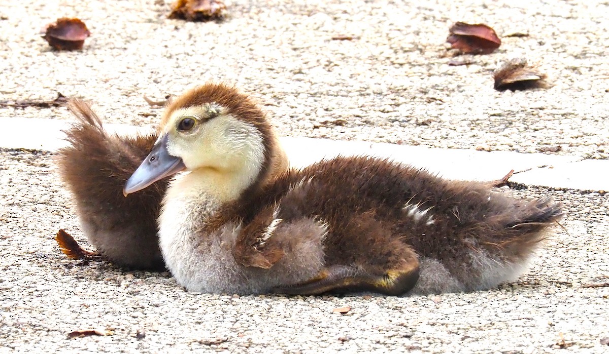 Muscovy Duck (Domestic type) - ML620462687