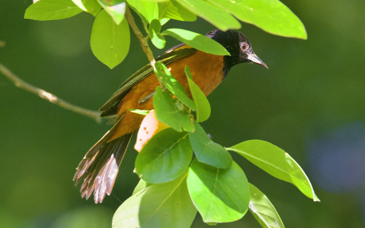 Orchard Oriole - ML620462690