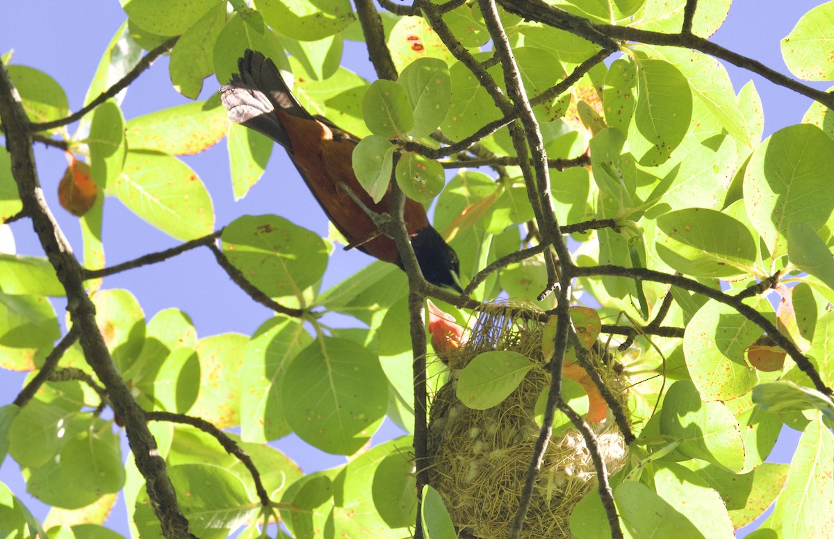 Orchard Oriole - ML620462691