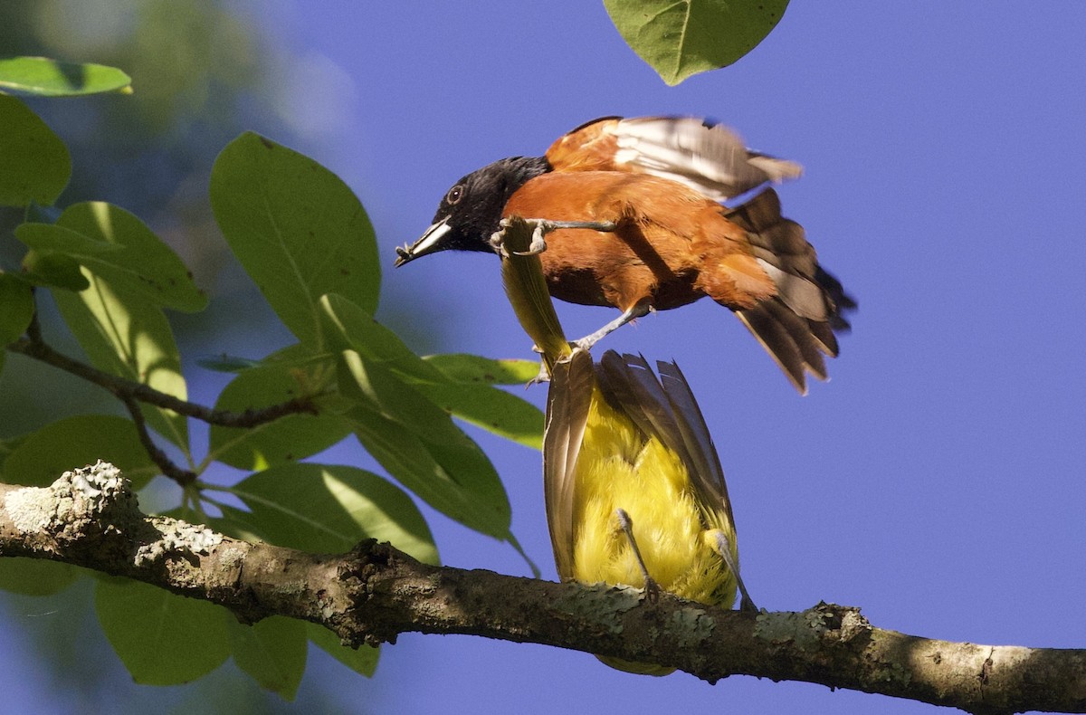 Orchard Oriole - ML620462697