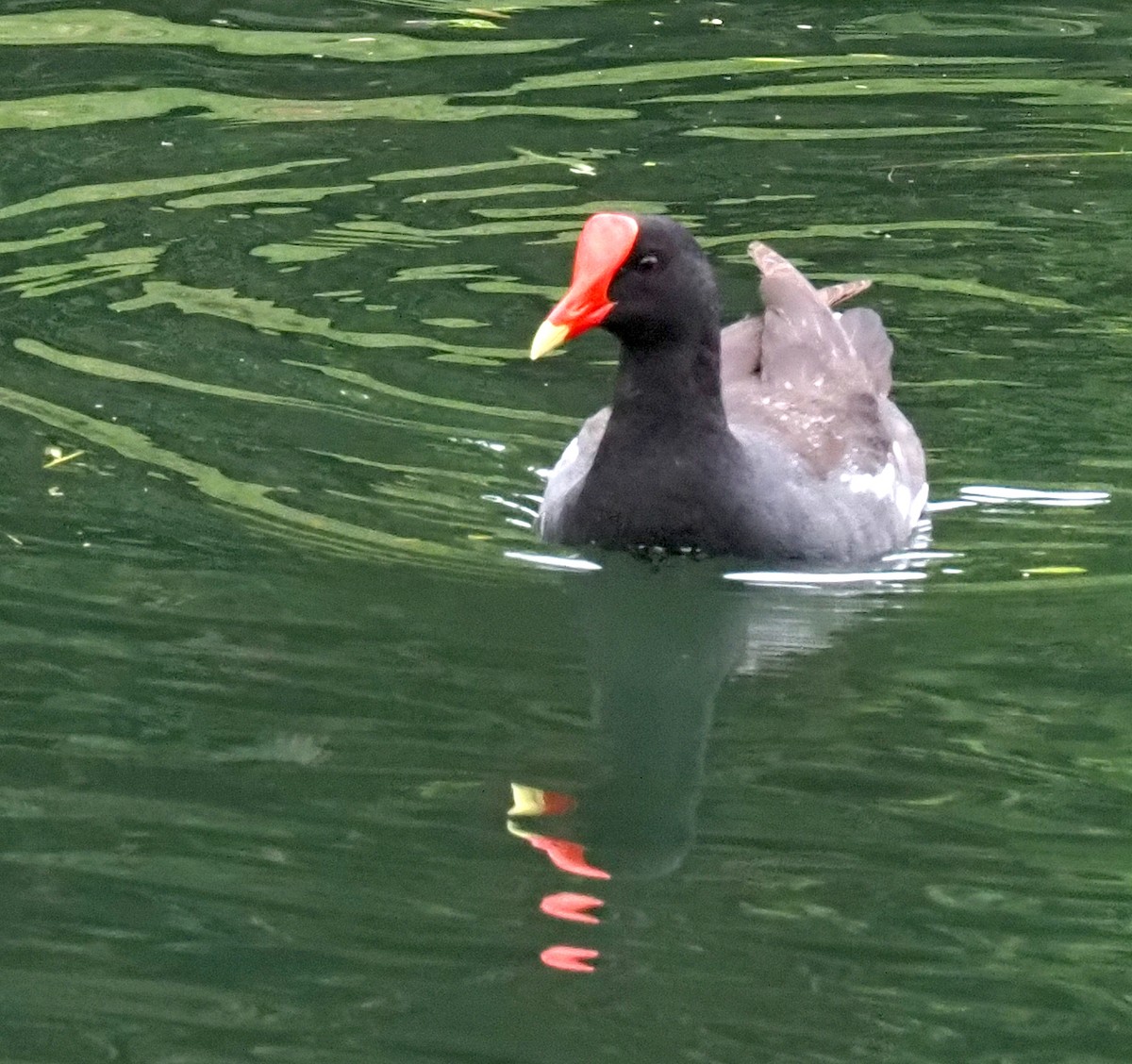 American Coot - ML620462699