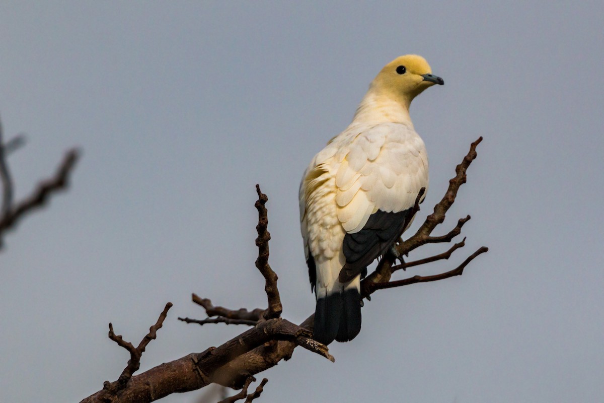 Pied Imperial-Pigeon - ML620462700