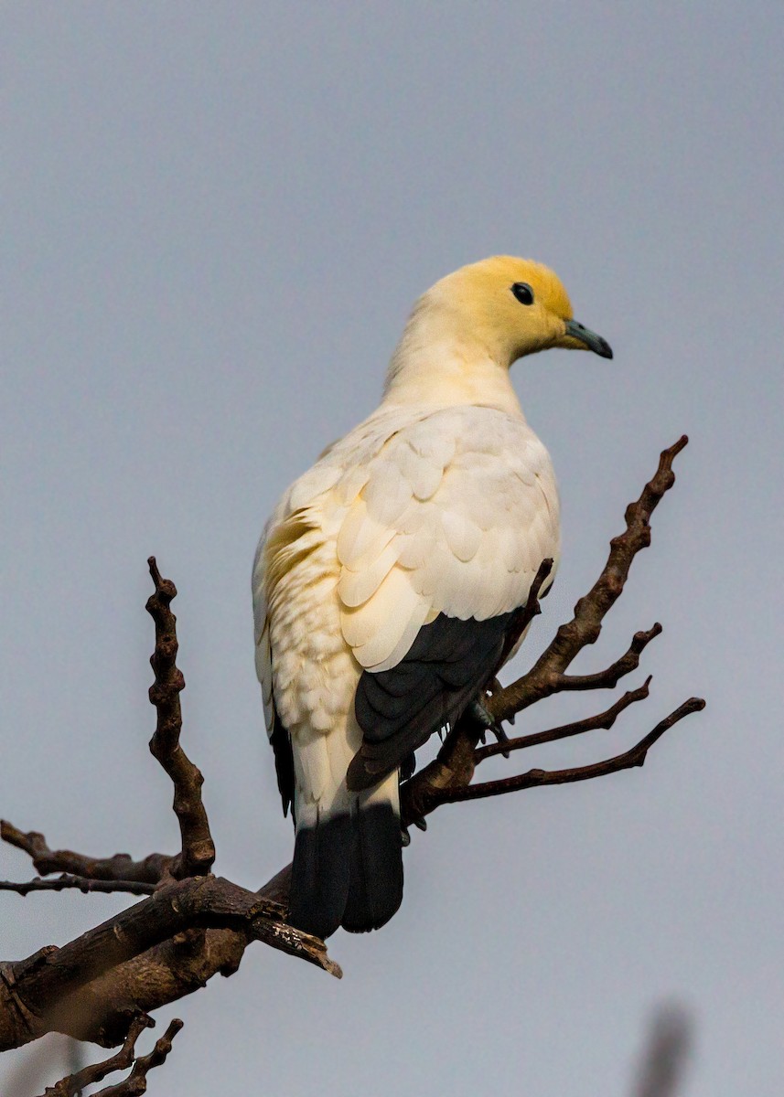 Pied Imperial-Pigeon - ML620462701