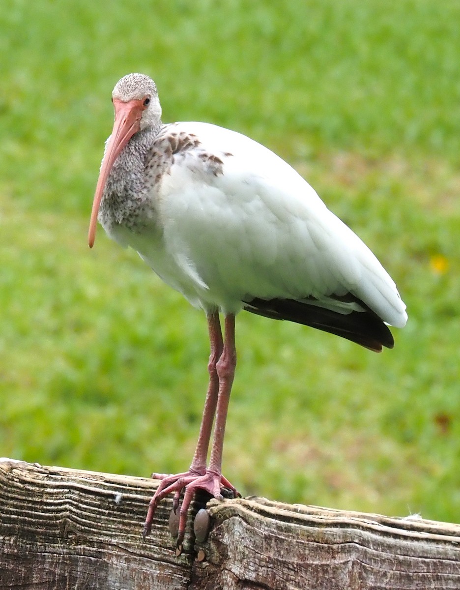 ibis bílý - ML620462702