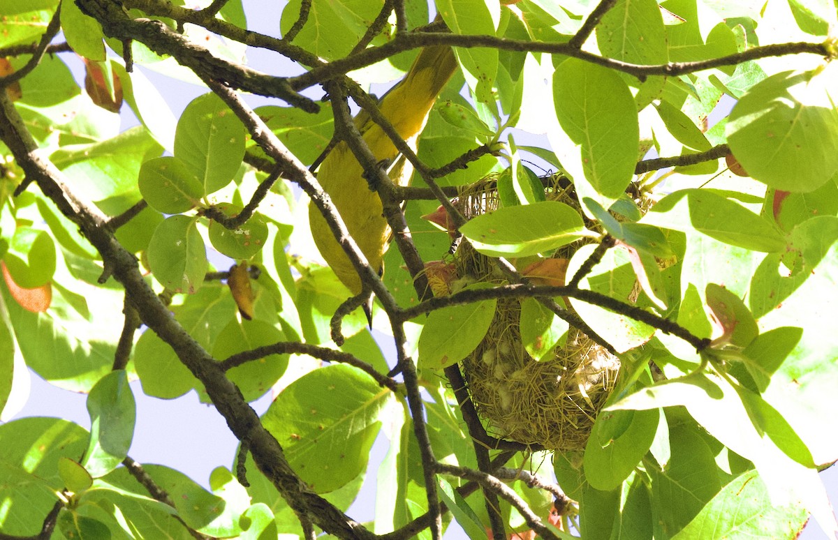 Orchard Oriole - ML620462703