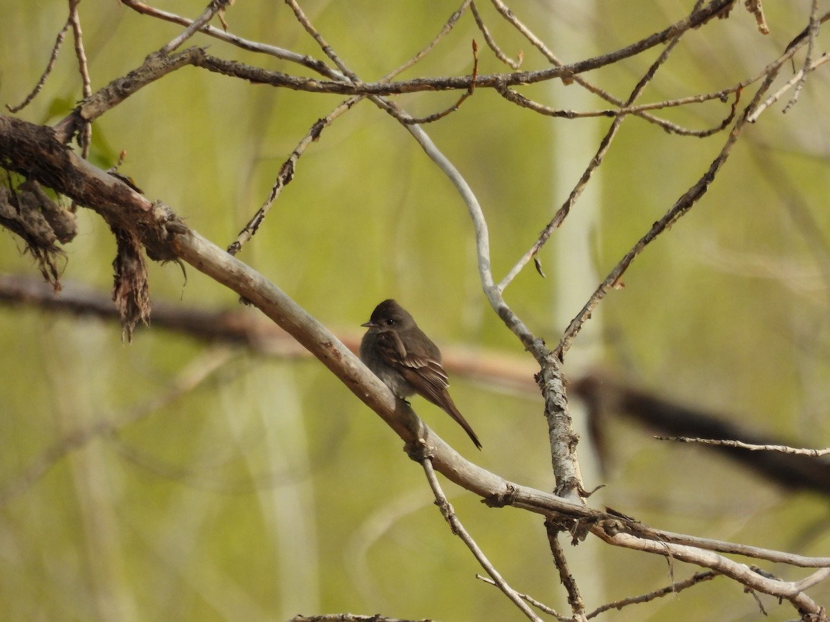 Western Wood-Pewee - ML620462706