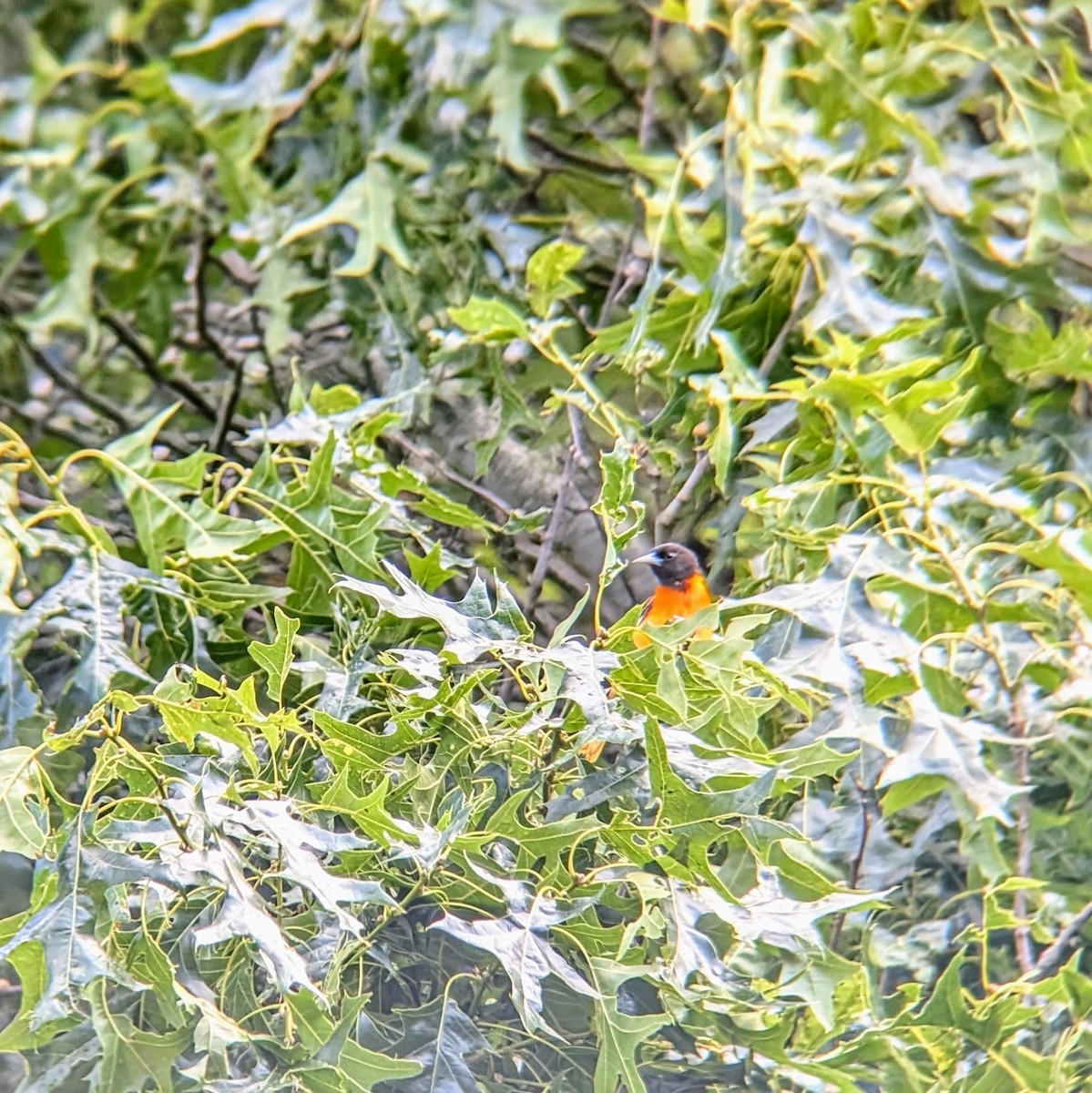 Baltimore Oriole - ML620462712