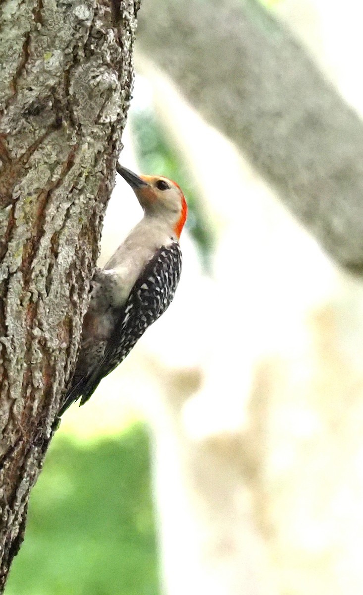 Red-bellied Woodpecker - ML620462714
