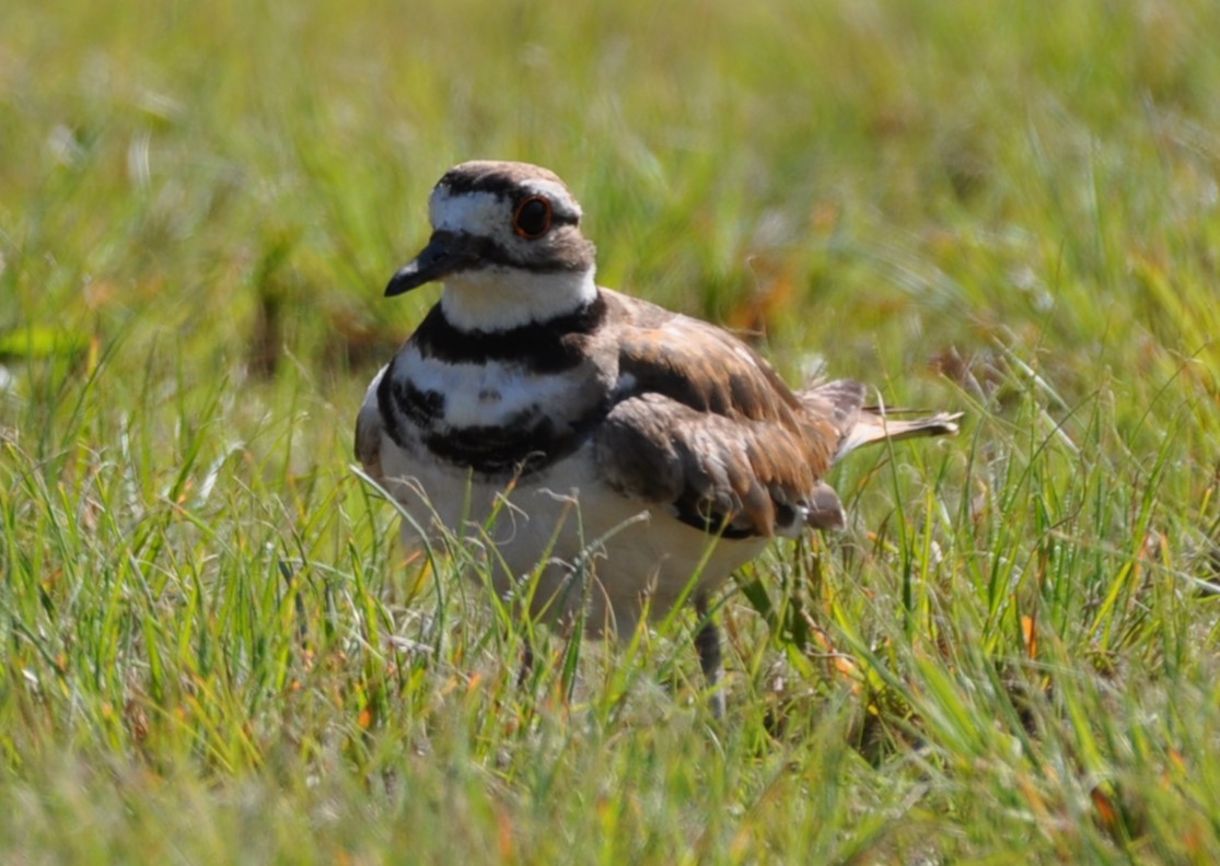 Killdeer - ML620462715