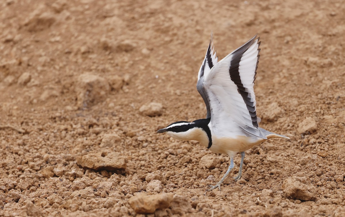 Egyptian Plover - ML620462717