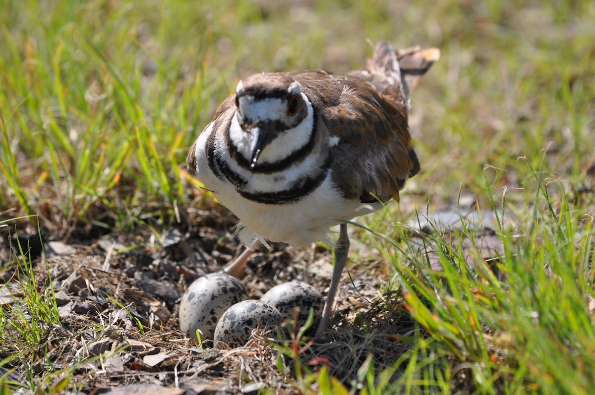 Killdeer - ML620462718