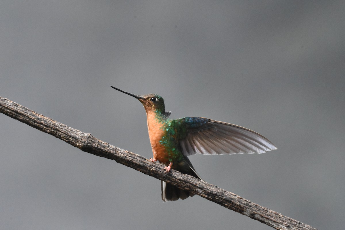 kolibřík modrokřídlý - ML620462724