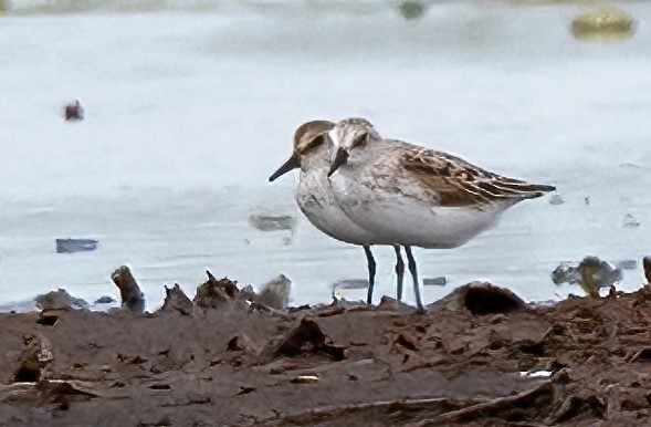 Semipalmated Sandpiper - ML620462730