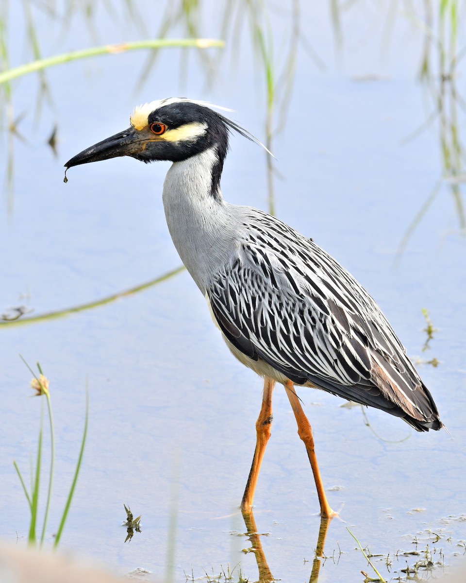 Yellow-crowned Night Heron - ML620462732