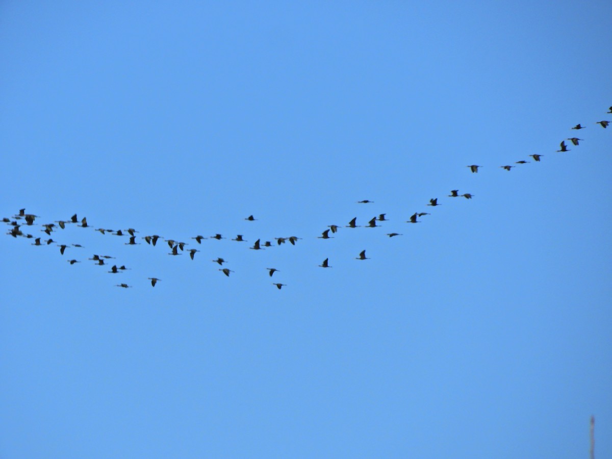 White-faced Ibis - ML620462739