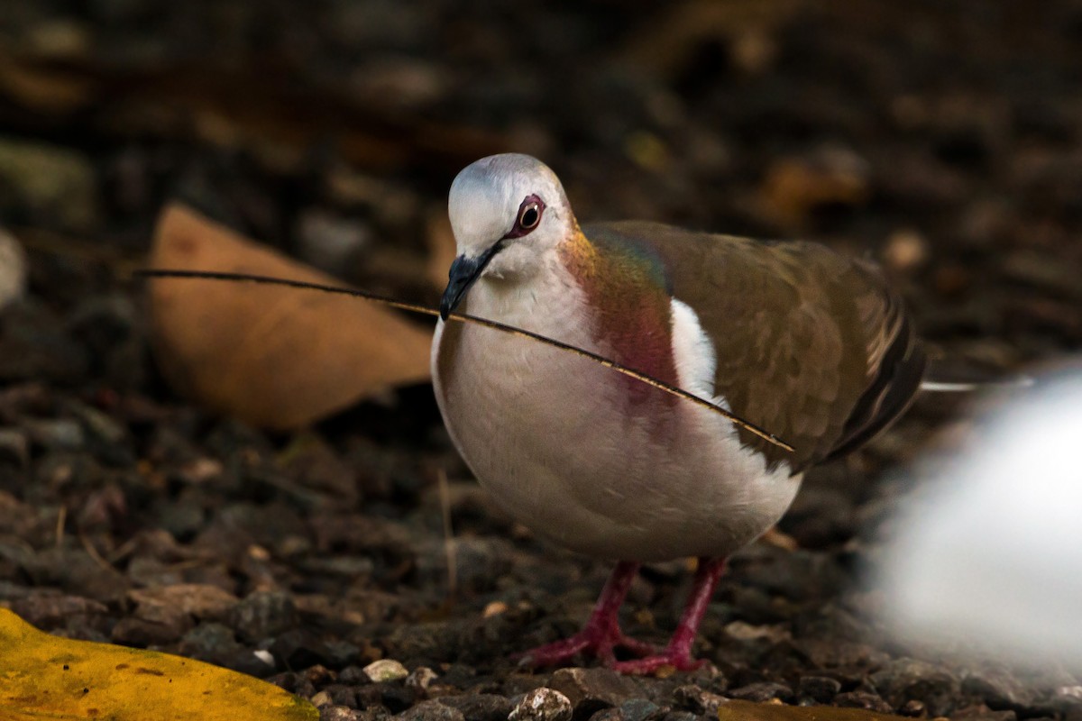 Caribbean Dove - ML620462740