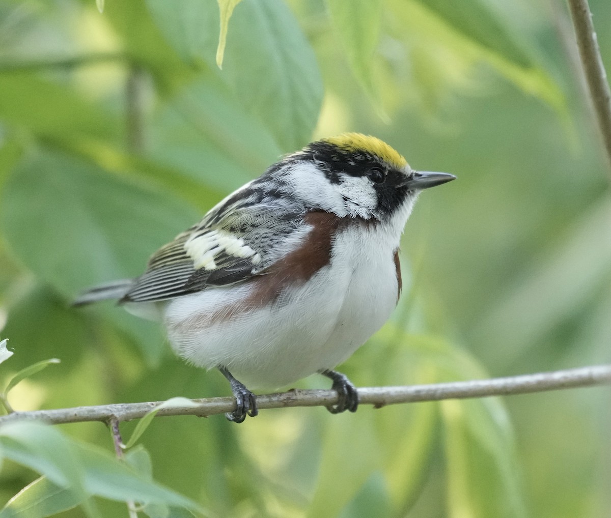 Chestnut-sided Warbler - ML620462742