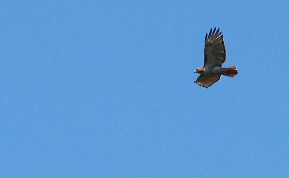 Red-tailed Hawk (borealis) - ML620462743