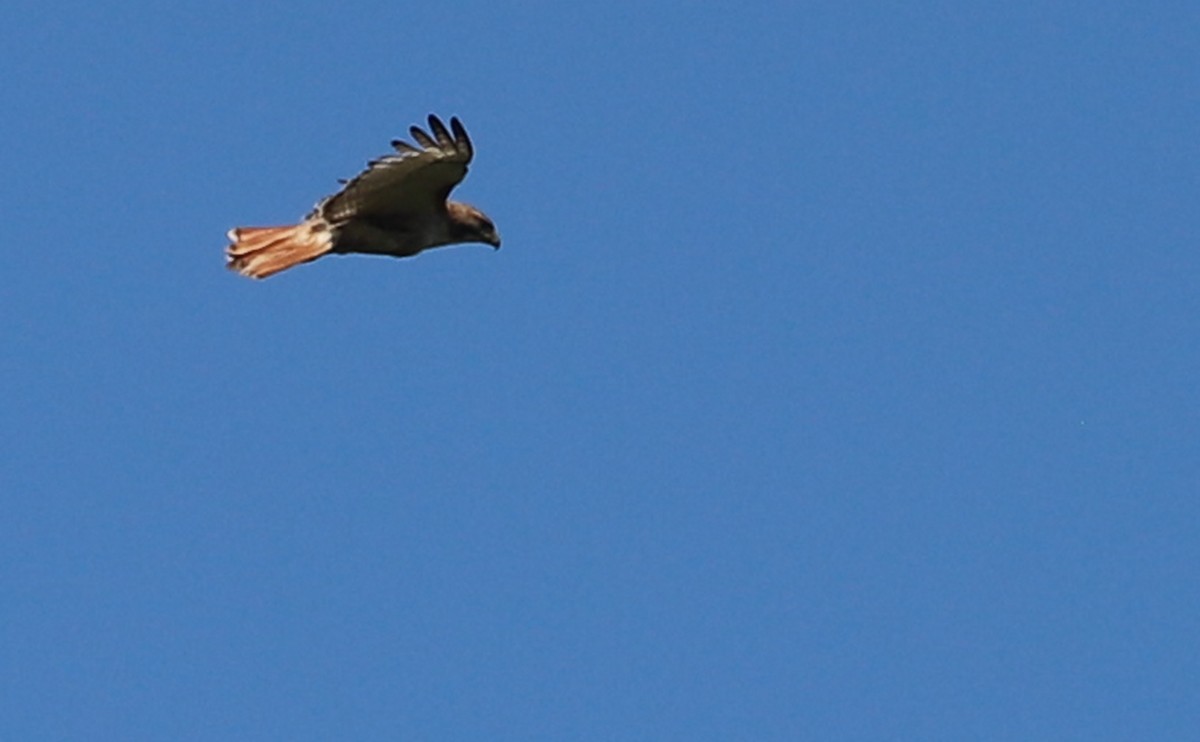 Red-tailed Hawk (borealis) - ML620462744