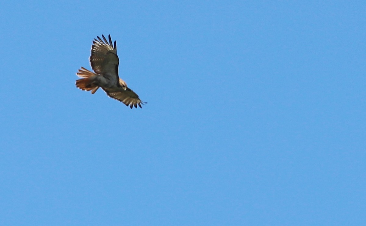 Red-tailed Hawk (borealis) - ML620462745