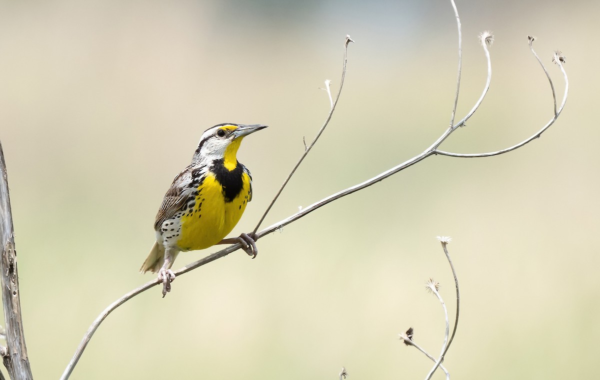 Eastern Meadowlark - ML620462748