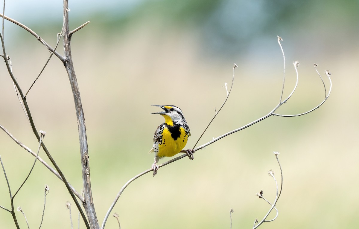 Eastern Meadowlark - ML620462750