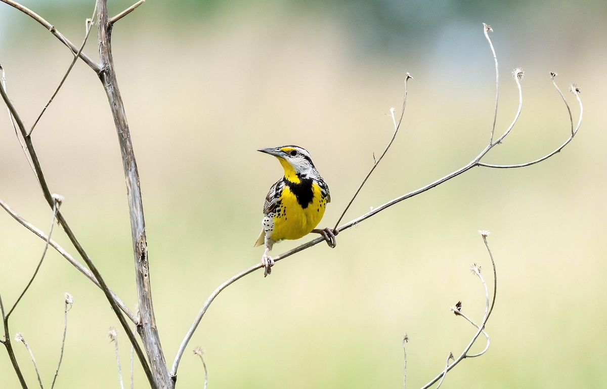 Eastern Meadowlark - ML620462753