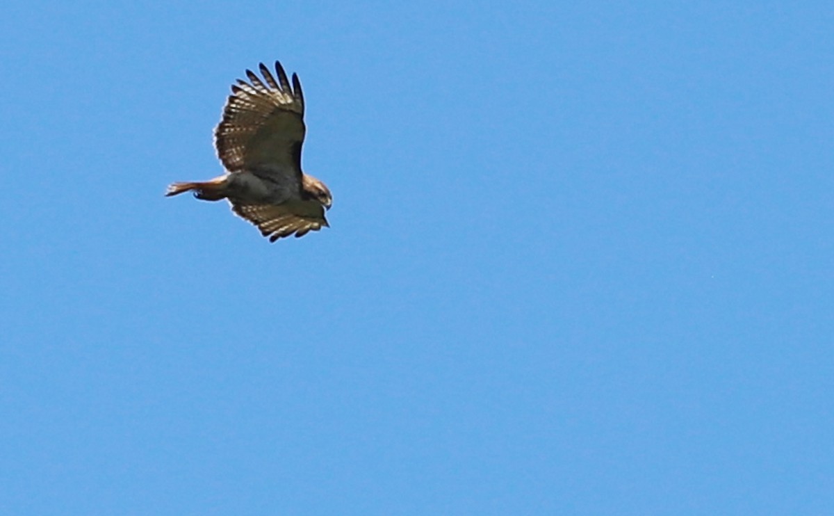 Red-tailed Hawk (borealis) - ML620462755