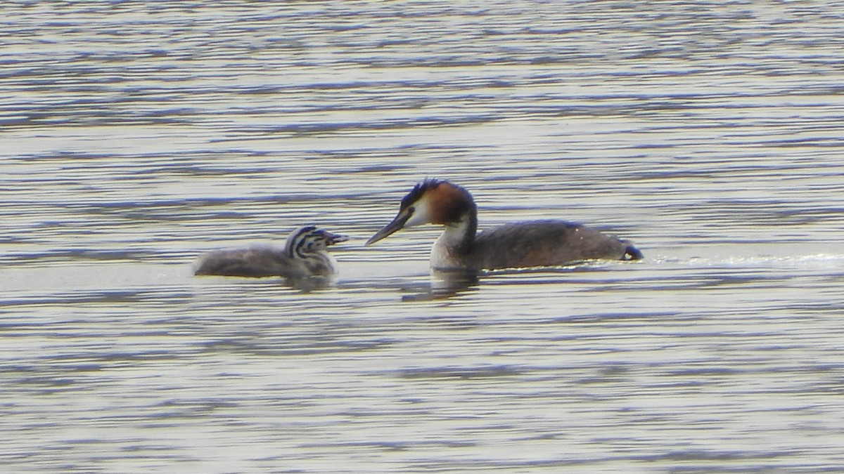 Great Crested Grebe - ML620462756