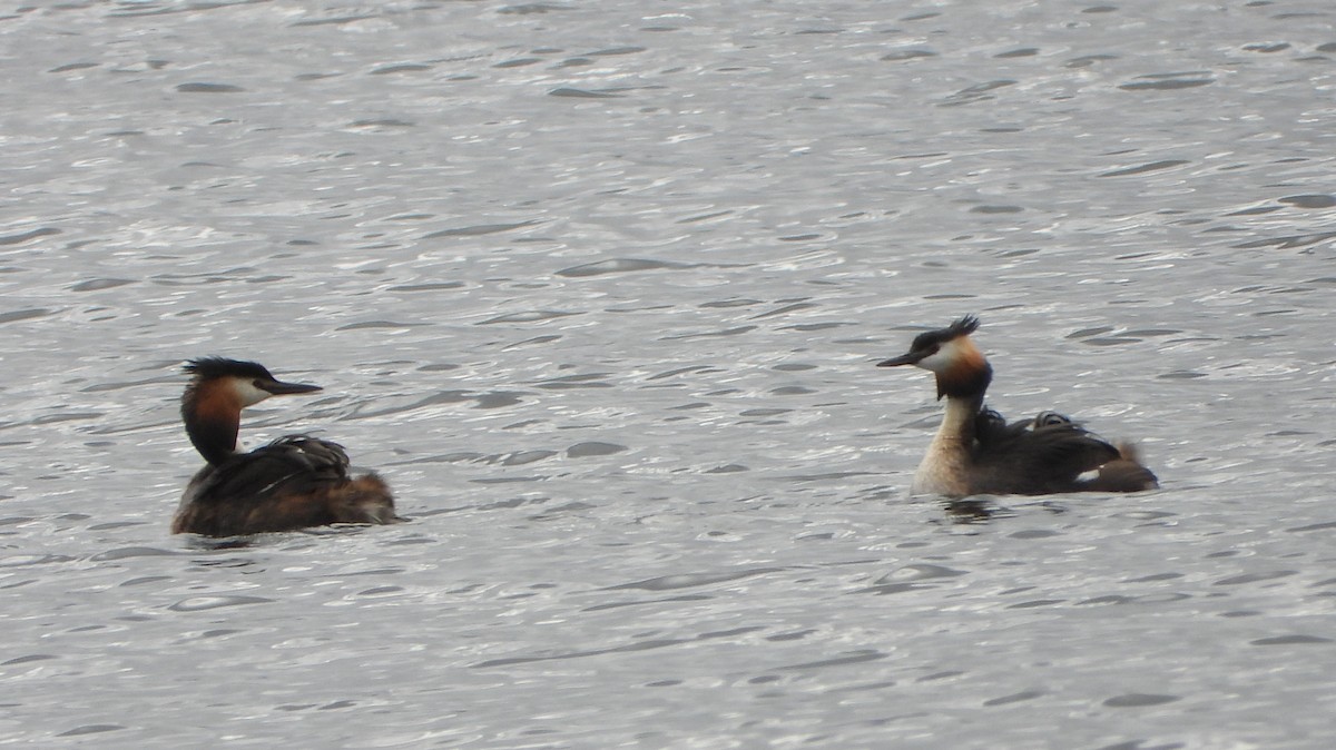 Great Crested Grebe - ML620462757