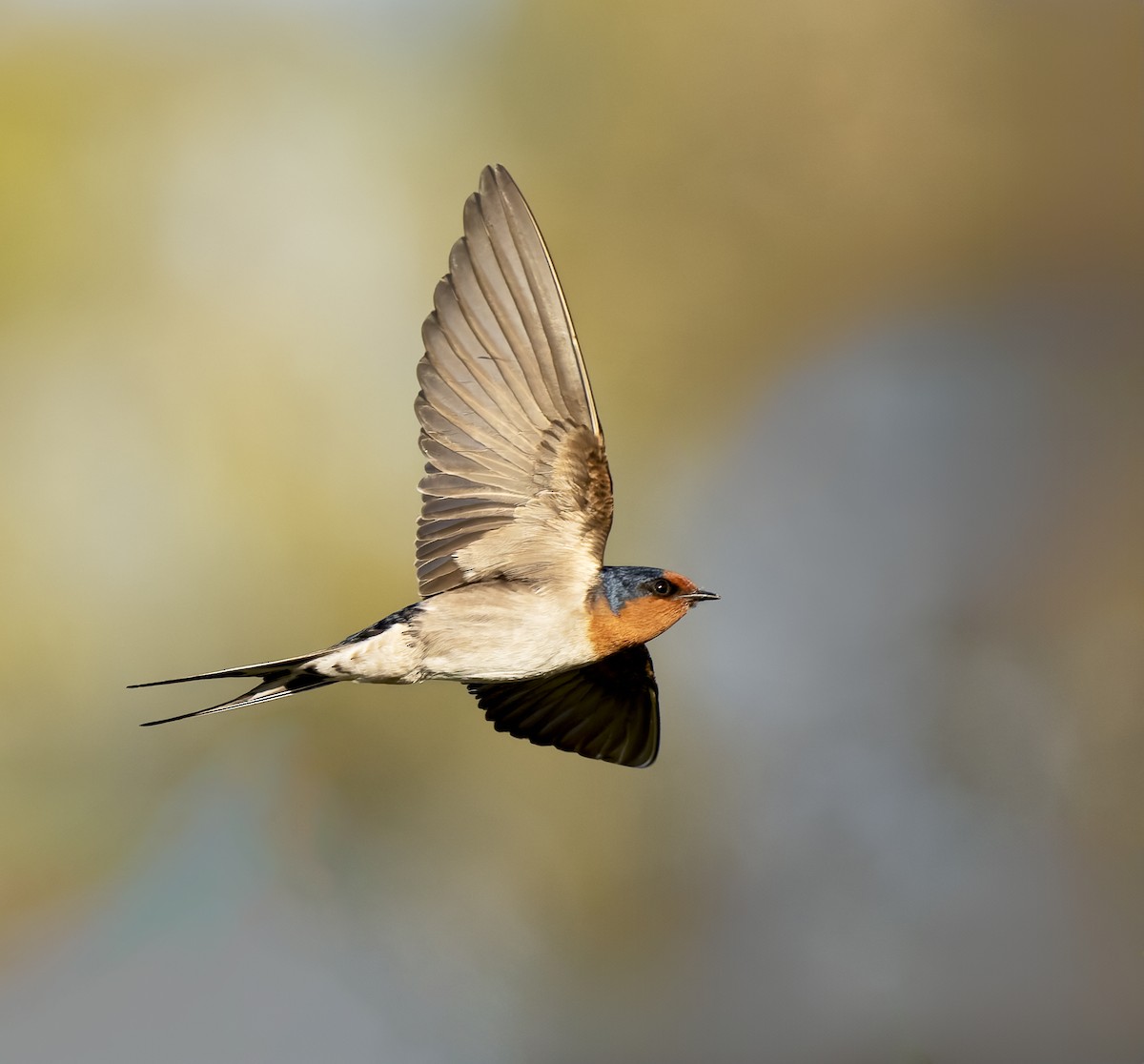 Golondrina Australiana - ML620462759