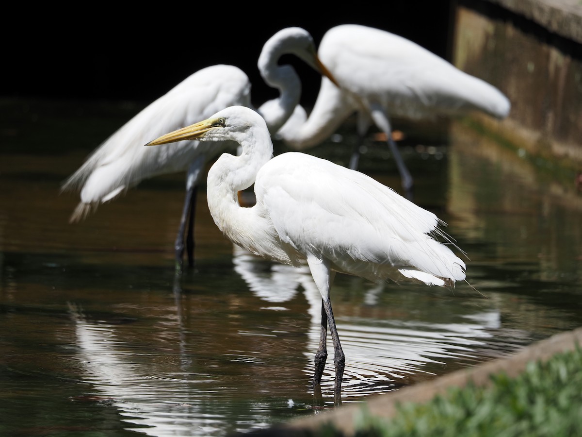 Great Egret - ML620462761